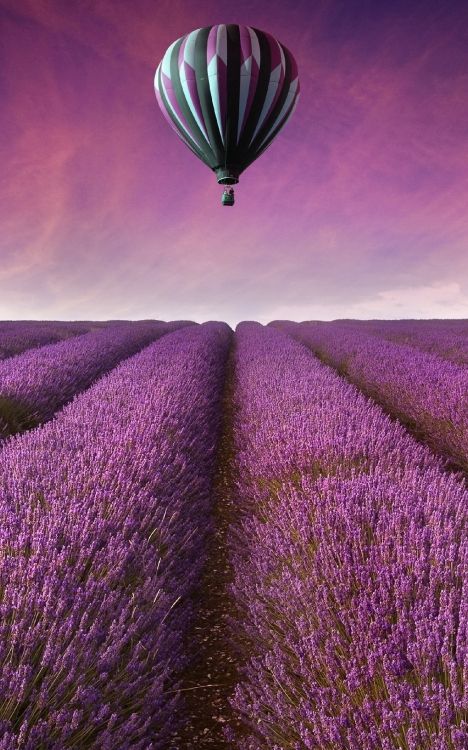 Globo de Aire Caliente, Globo, Lavanda, Morado, Violeta. Wallpaper in 1600x2560 Resolution