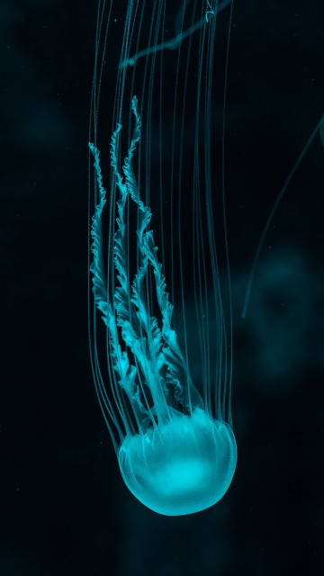 Image blue jellyfish in black background