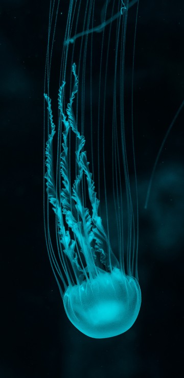 Image blue jellyfish in black background