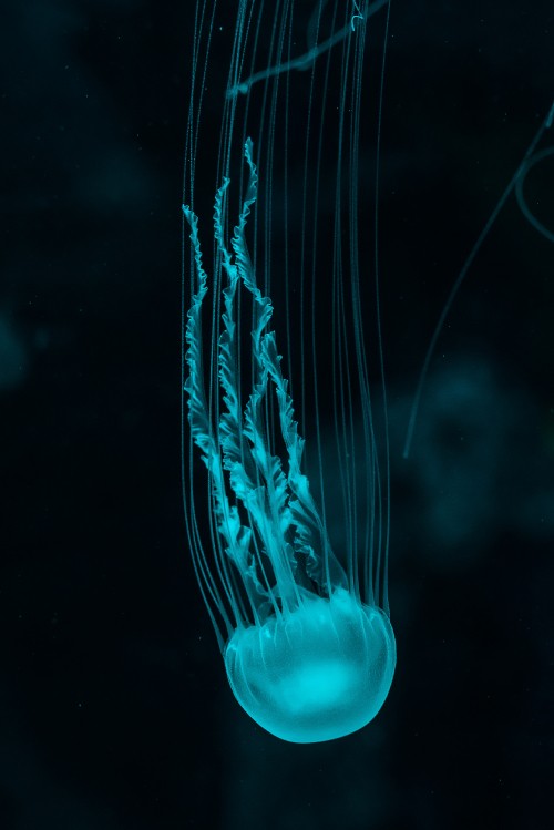 Image blue jellyfish in black background