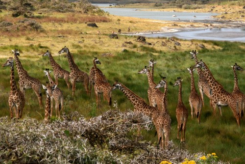 Image brown and black giraffes on green grass field during daytime