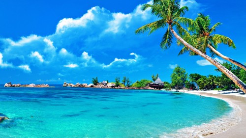 Image green palm trees near body of water during daytime
