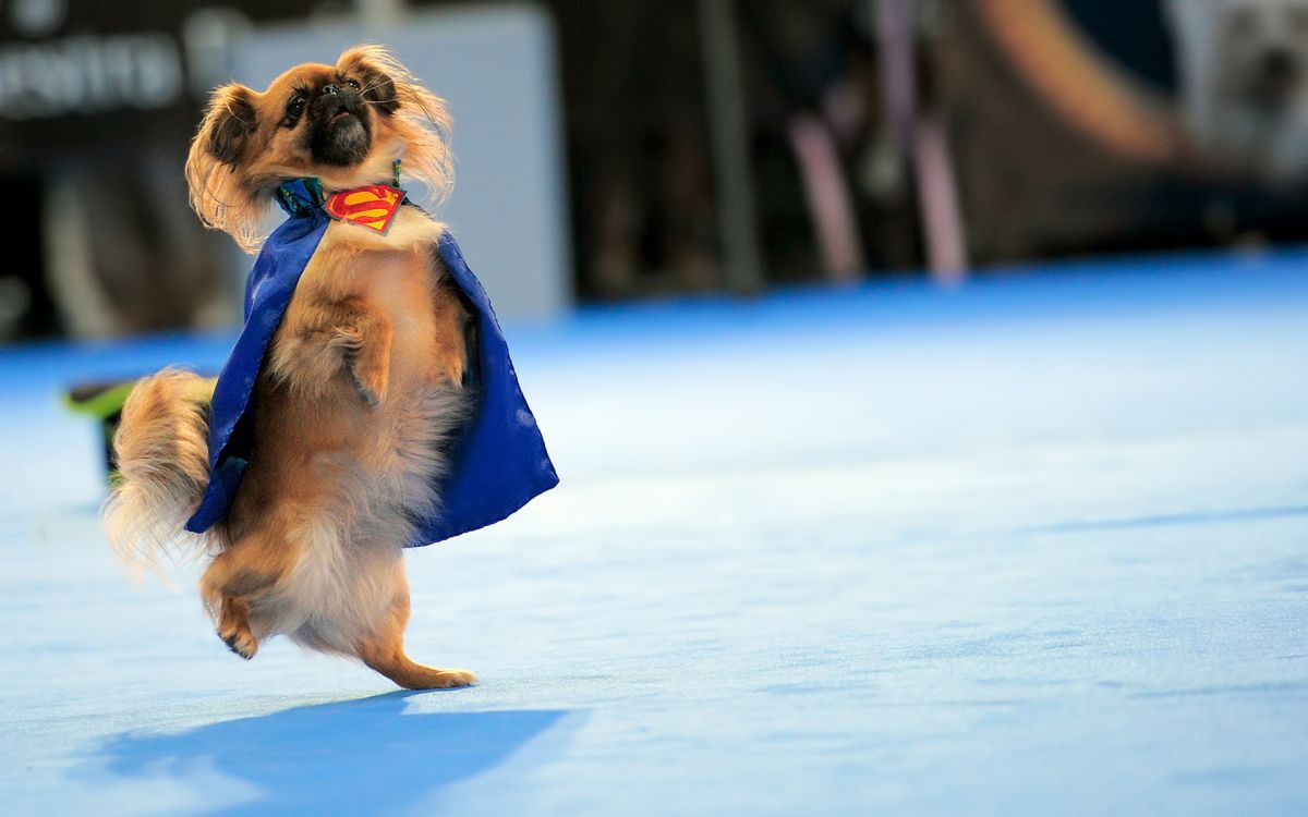 brown and black short coated small dog on blue textile