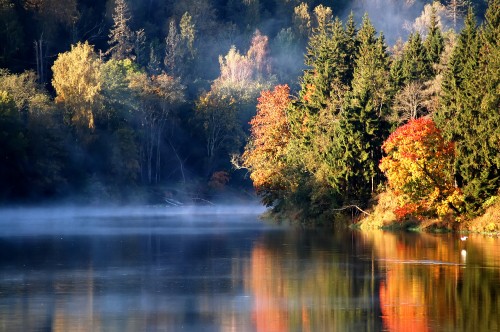 Image green and brown trees beside river during daytime