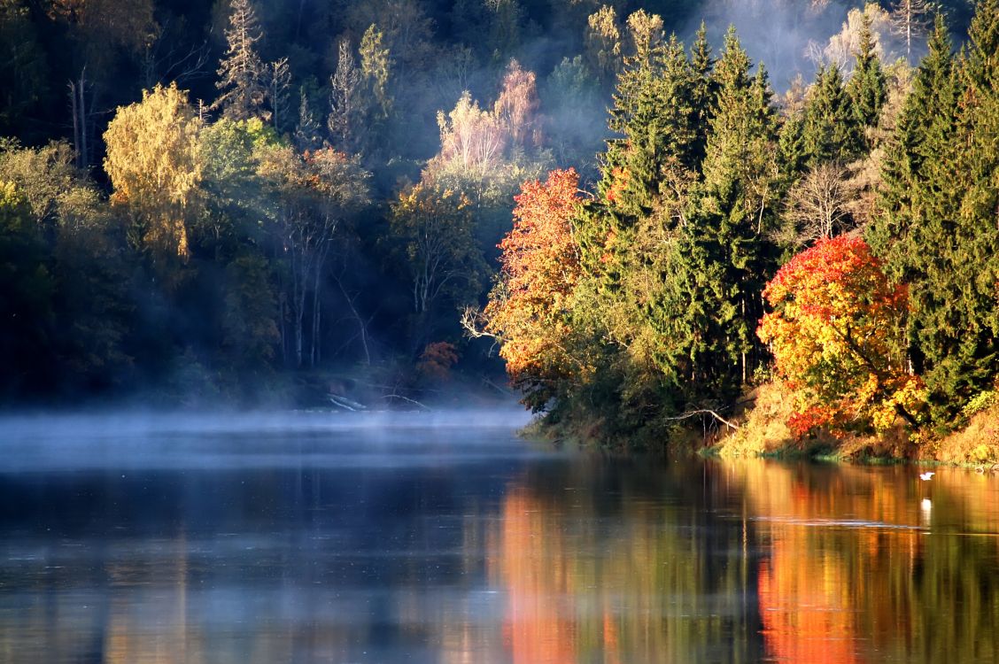 green and brown trees beside river during daytime