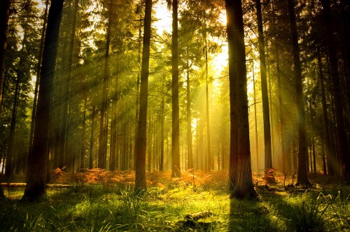 Image green grass and brown trees