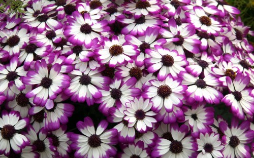 Image purple and white flower field