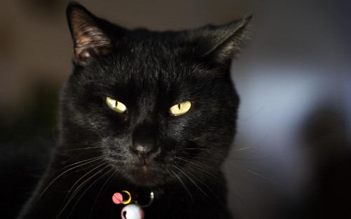 Image black cat with red and white beaded necklace