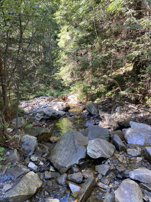 Image stream, water, riparian zone, stream bed, wilderness