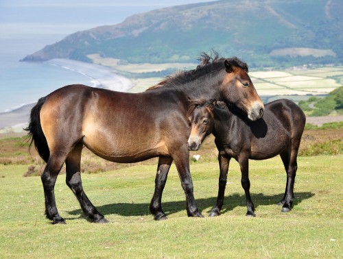 Image brown horse on green grass field during daytime