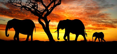 Image silhouette of elephant standing on brown sand during sunset