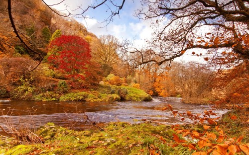 Image brown and green trees beside river under blue sky during daytime