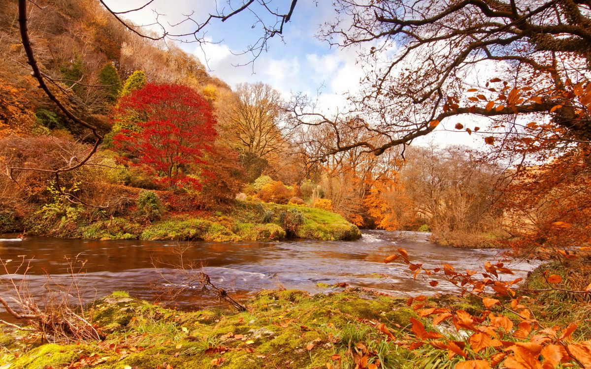 brown and green trees beside river under blue sky during daytime