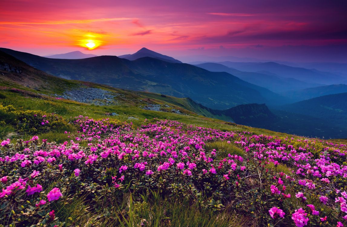 Purple Flower Field Near Mountain During Daytime. Wallpaper in 5532x3617 Resolution