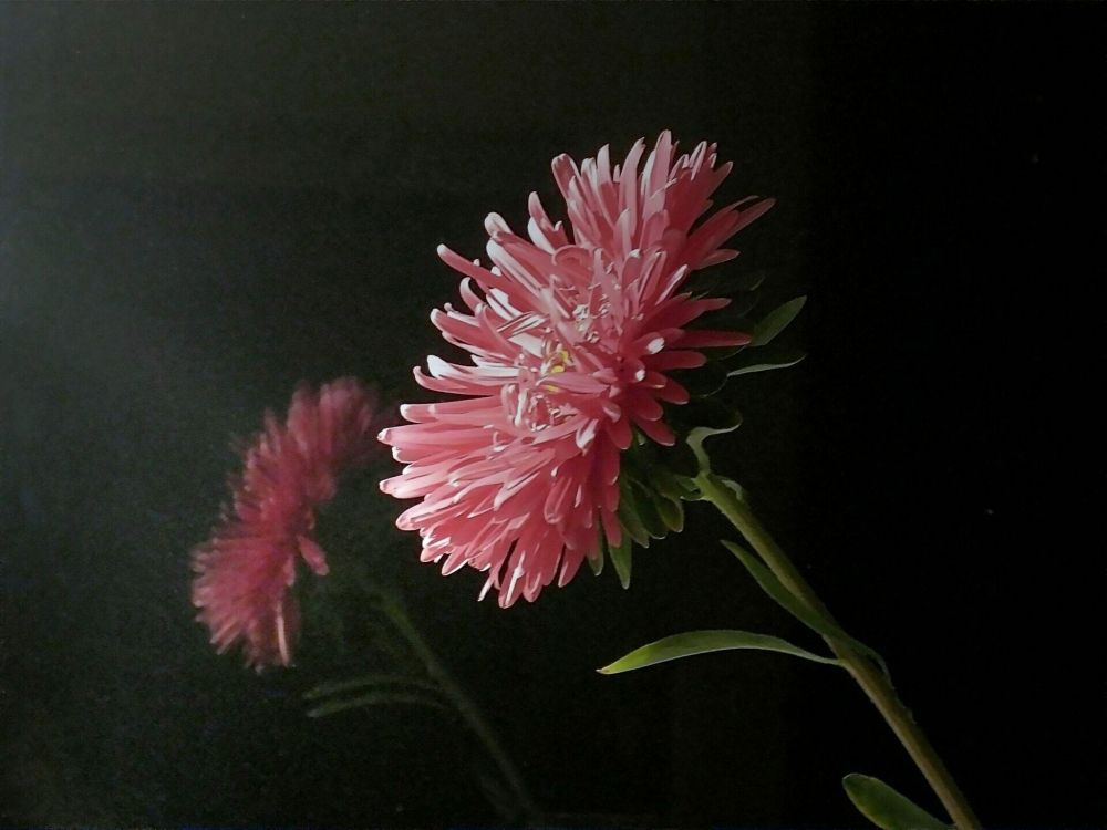 显花植物, 粉红色, 菌群, 植物干, 小指 壁纸 2048x1536 允许