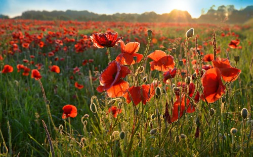 Image red flowers on green grass field during daytime