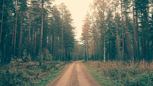 Image brown dirt road between green trees during daytime