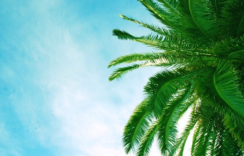 Image green palm tree under blue sky during daytime