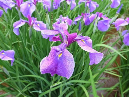 Image purple flower in macro shot