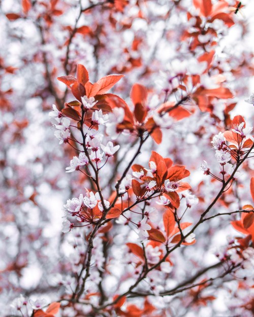 Image orange leaves on tree branch