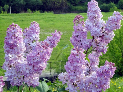 Image purple flowers on green grass field during daytime