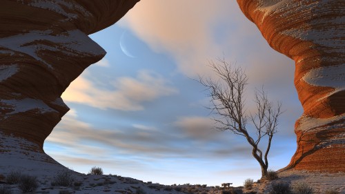 Image leafless tree on snow covered ground under cloudy sky during daytime