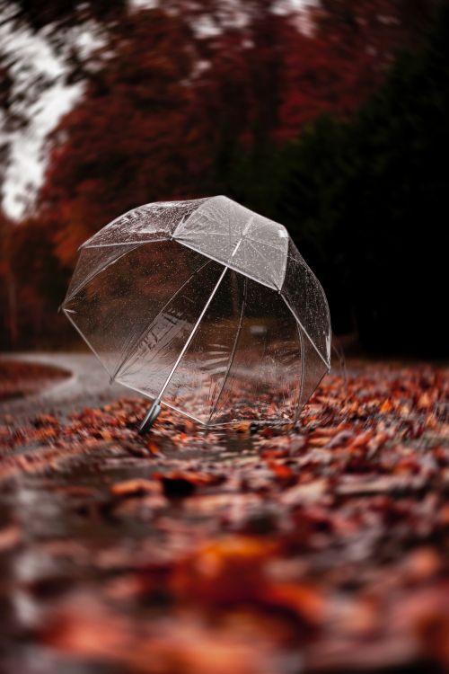 black umbrella on brown leaves