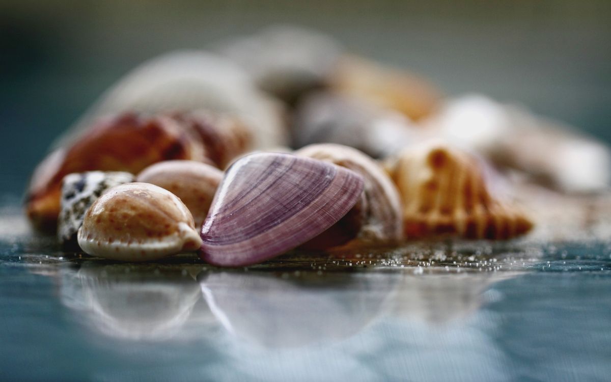 Brown and White Seashells on Clear Glass Table. Wallpaper in 2560x1600 Resolution