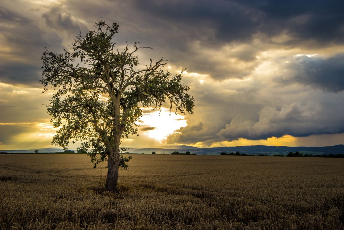 Grüner Baum Auf Brauner Wiese Unter Bewölktem Himmel Tagsüber During. Wallpaper in 2560x1707 Resolution