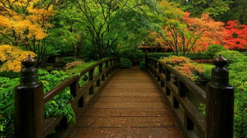 Image brown wooden bridge in the woods