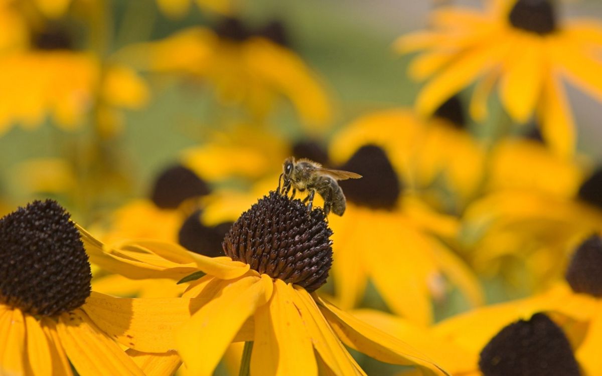 Abeille Jaune et Noire Sur Fleur Jaune. Wallpaper in 1920x1200 Resolution
