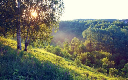 Image green grass field and trees during daytime