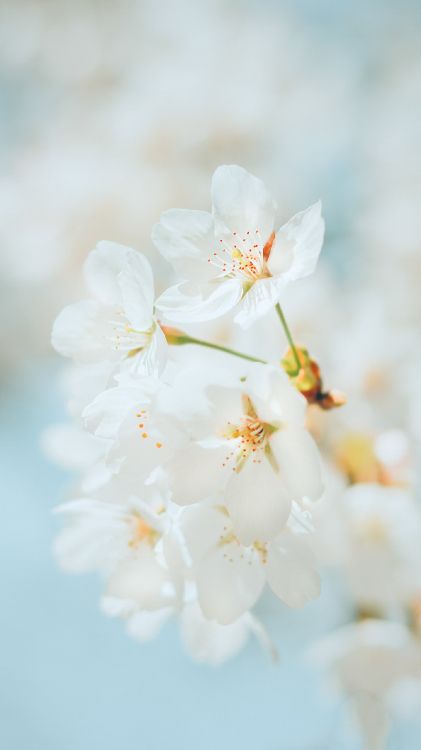 Cerisier, Pétale, Rameau, la Floraison de la Plante, Fermer. Wallpaper in 1440x2560 Resolution