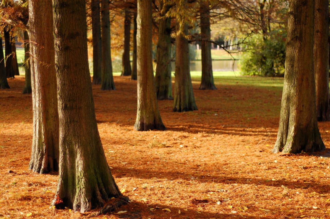 性质, 林地, Grove, 落叶, 森林 壁纸 3008x2000 允许