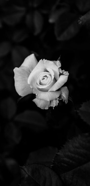 Rose, Tablet, Blütenblatt, Hybrid Tea Rose, Garten Rosen. Wallpaper in 1440x2960 Resolution