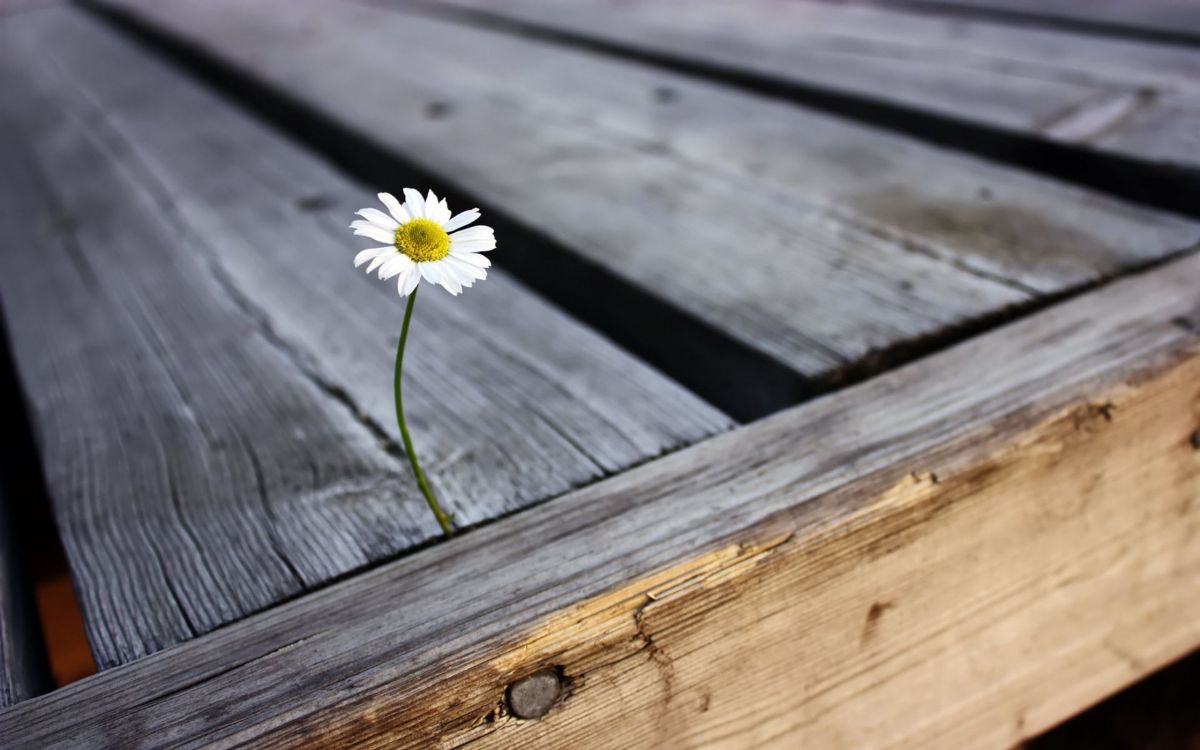 White Daisy on Brown Wooden Surface. Wallpaper in 2560x1600 Resolution