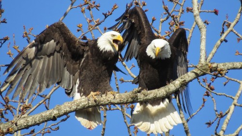 Image black and white eagle on brown tree branch during daytime