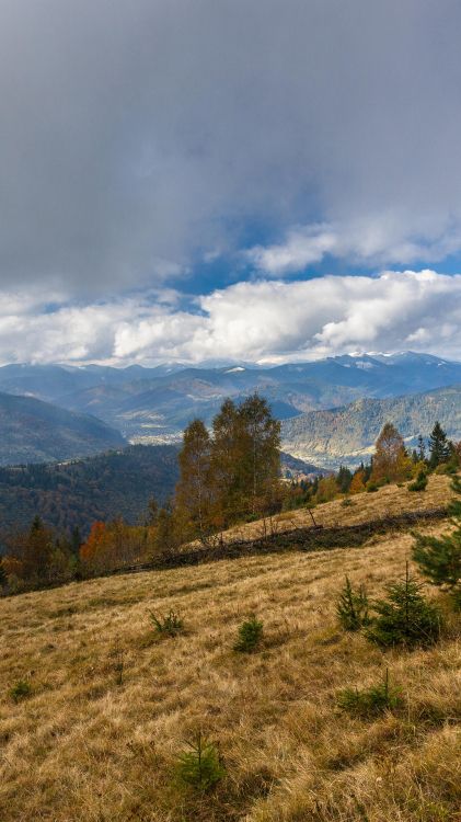 Naturlandschaft, Piste, Baum, Cumulus, Gelände. Wallpaper in 1080x1920 Resolution