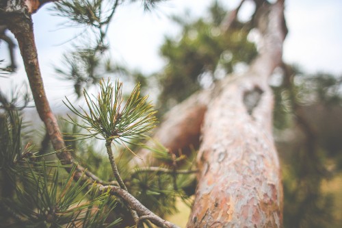 Image green and brown tree branch