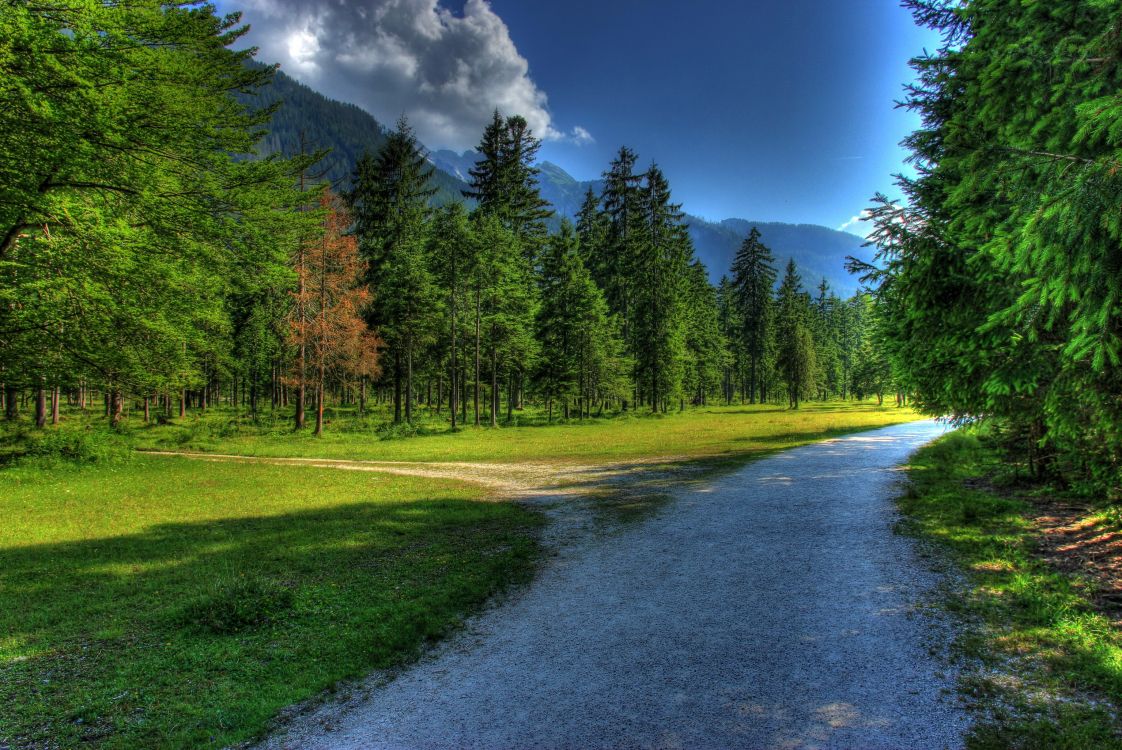 green grass field with trees under blue sky and white clouds during daytime