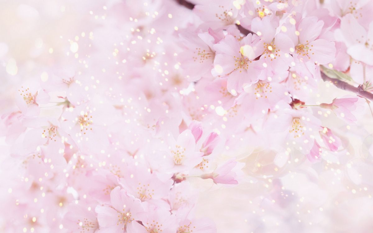 Fondos de Pantalla Flor de Cerezo Blanca y Rosa, Imágenes y Fotos Gratis