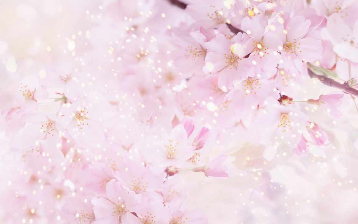 white and pink cherry blossom