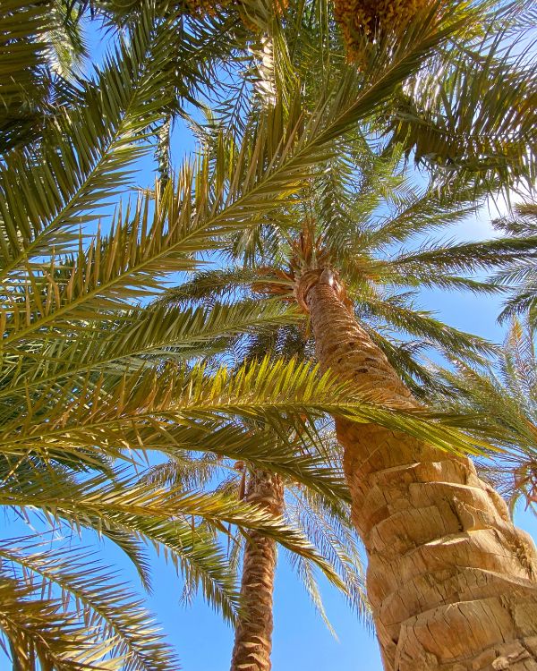 Vegetation, Biome, Babassu, Pflanzen, Kokosnuss. Wallpaper in 3024x3780 Resolution