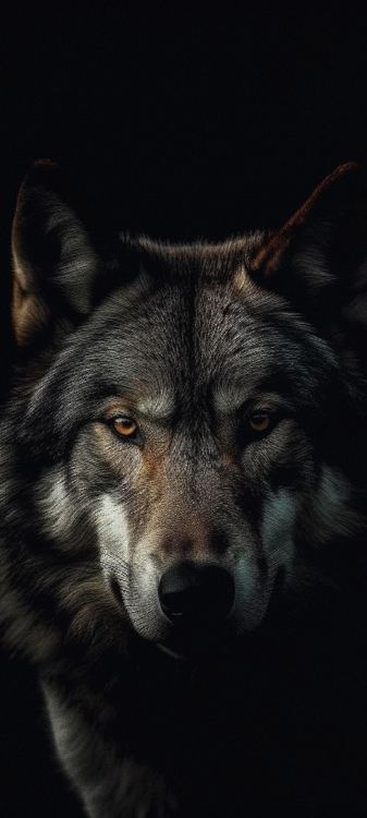 Chien-loup Tchécoslovaque, Husky Sibérien, Chien Inuit Canadien, Chien-loup de Saarloos, Laika de Sibérie Occidentale. Wallpaper in 1080x2400 Resolution