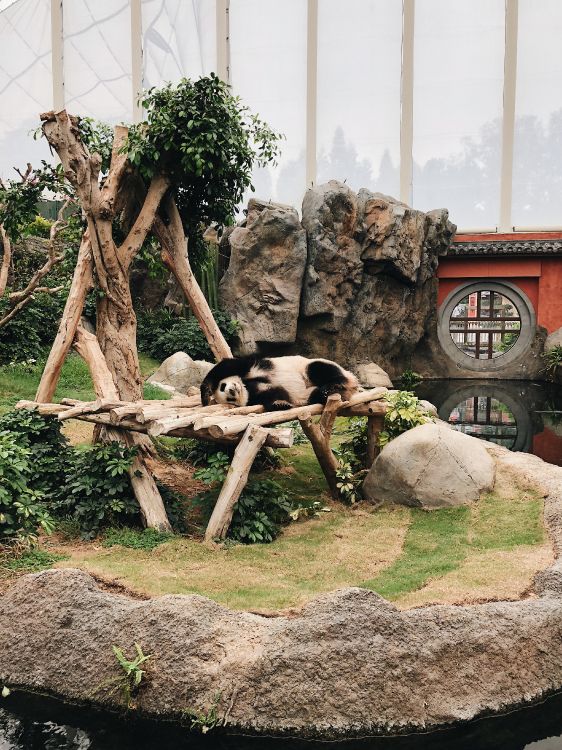 Pandas, Carnívoro, Marco de Imagen, Zoológico. Wallpaper in 3024x4032 Resolution