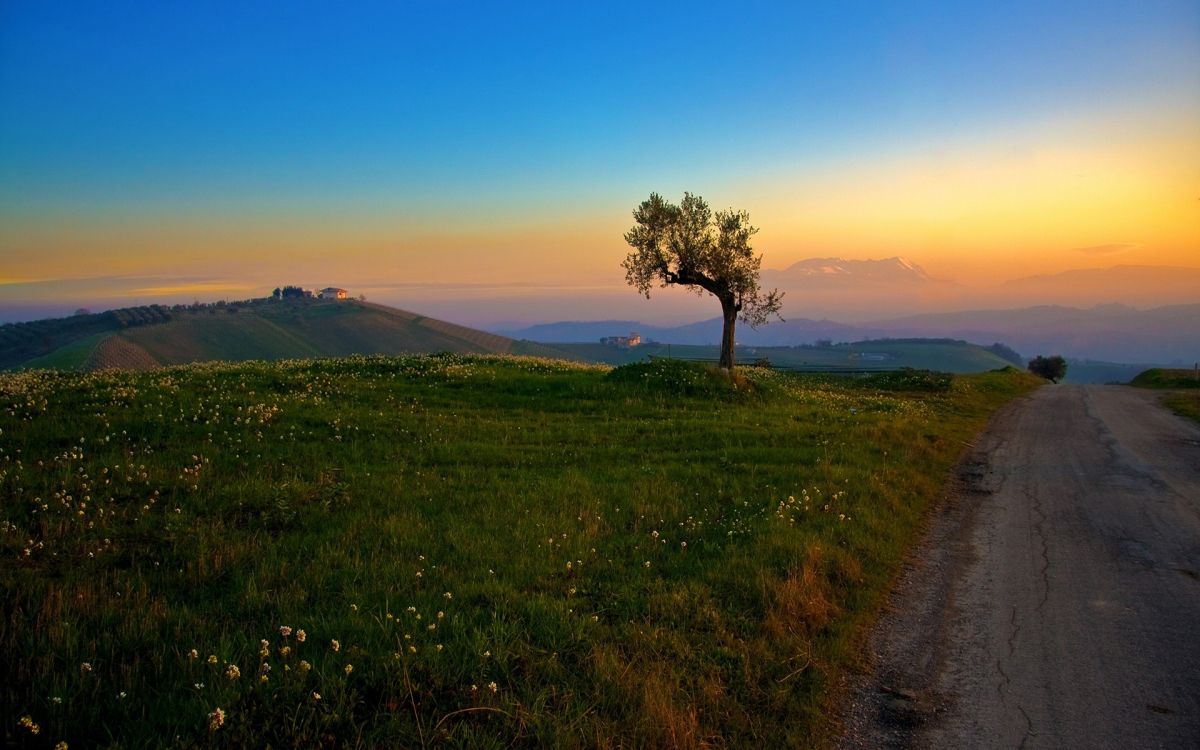 green tree on green grass field during daytime