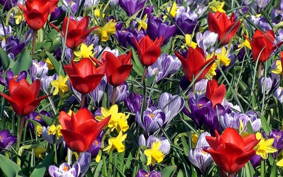 Flores Rojas y Moradas Durante el Día. Wallpaper in 1920x1200 Resolution