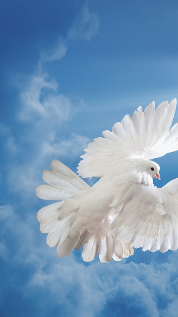 Image white bird flying under blue sky
