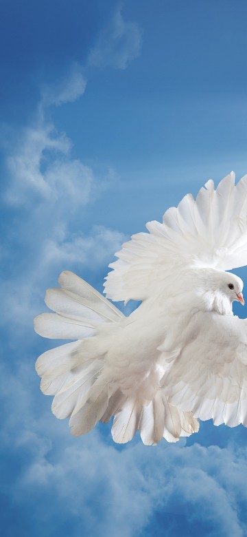 Image white bird flying under blue sky