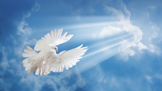 Image white bird flying under blue sky